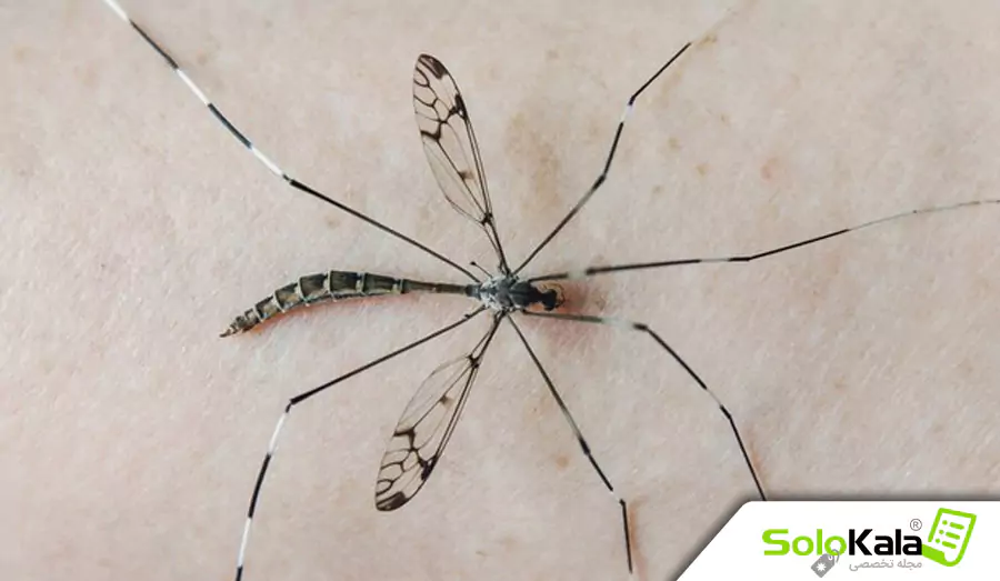 چطور به تب دنگی مبتلا نشویم؟